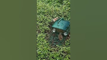 Bẫy chim cút rừng bằng lồng p21 #shorst #shortsvideo #birds