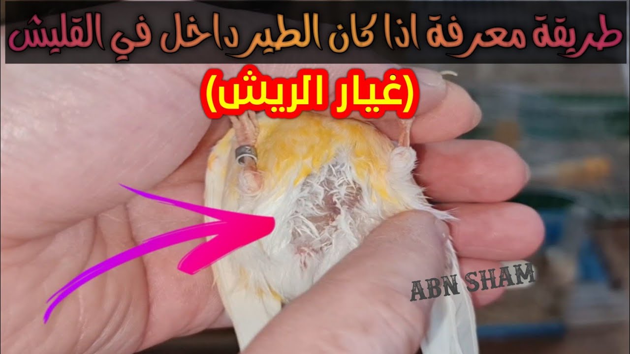 كيف بدي اعرف اذا طير داخل بلقليش🌷طريقة سهلة وشرح مبسط بعض الأمور بتخليك تصير معلم وعند خبرة