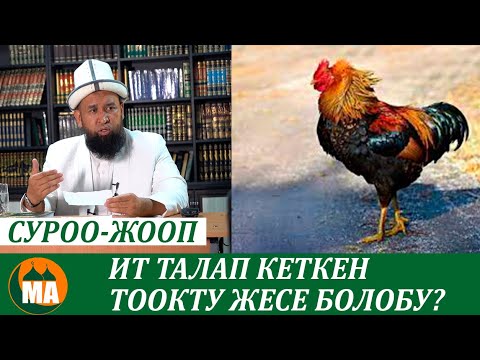 Ит талап кеткен тоокту жесе болобу СУРОО ЖООП