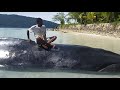Ikan paus terdampar di pantai tunas gain