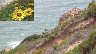 Wildflowers at Point Dume ? Giant Coreopsis, California Poppies, Bush Sunflowers & Great Views