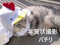 にゃんこ君　お別れとありがとう