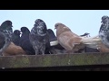 Николаевские голуби.Pigeon.Вот это хозяин.