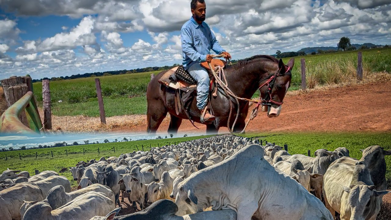 Colocando os pordos pra conhecer  boi ..