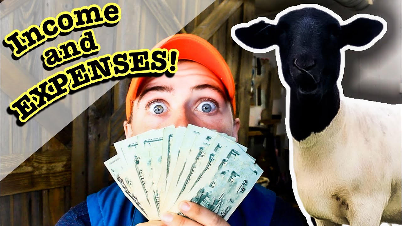 How Much Is A Sheep Worth