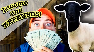 My Financial Reality of SHEEP FARMING: Investment vs. Profit
