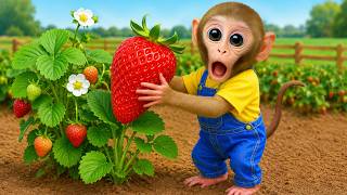 Monyet BonBon imut menikmati es krim warna-warni dan memanen jagung di kebun untuk dibuat jus