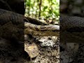 Python Snake in rainforest. ASMR short video #shortvideo #snake #python #nature #naturelovers