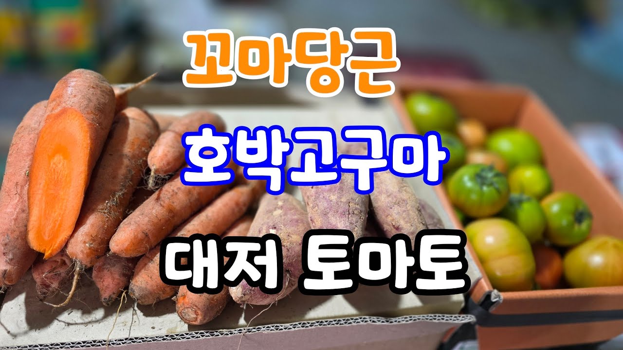 꼬마당근,호박고구마,대저 토마토 생방송