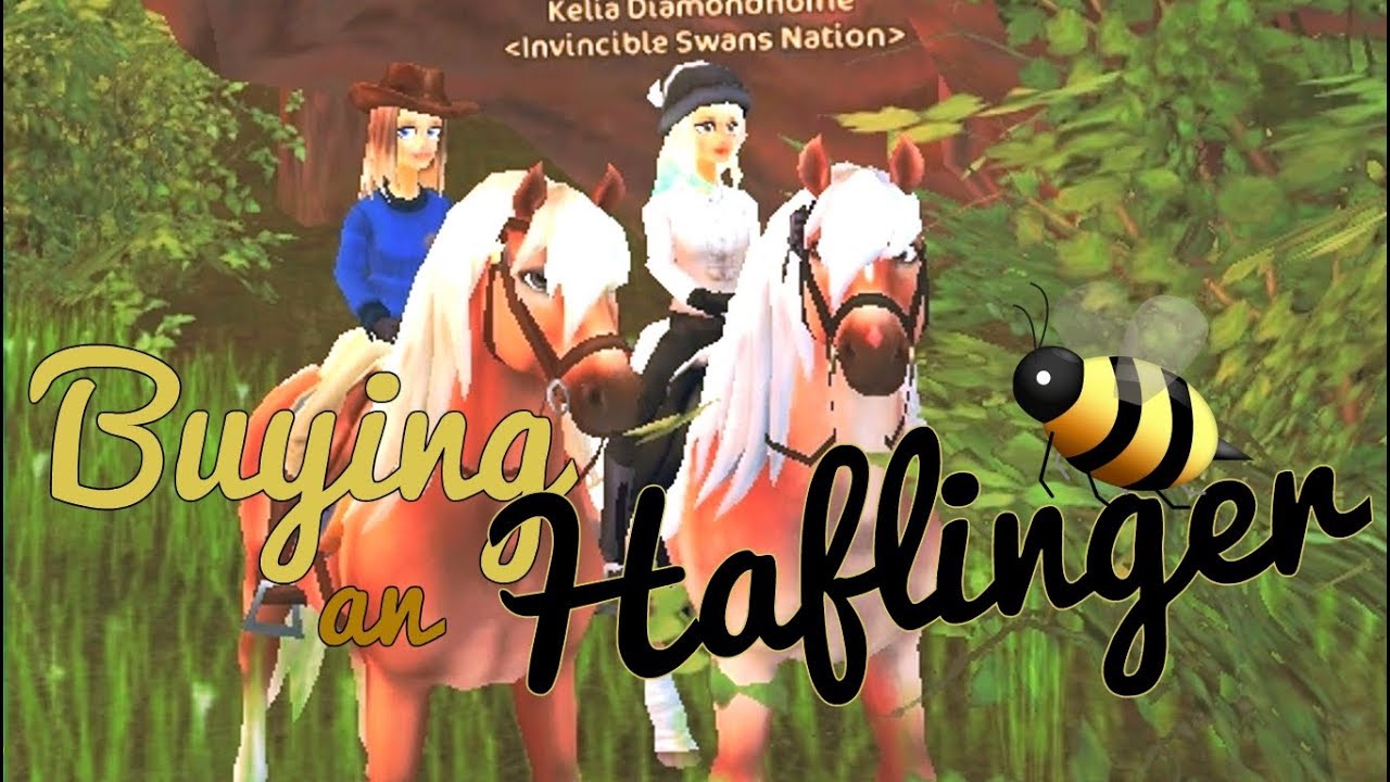 SSO-Buying an Haflinger🐝