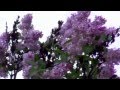 Демидыч Мамина сирень Демидыч Мамина сирень