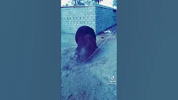 العده حوالي فحل جاموس خليه يكتب بالتعليقات 