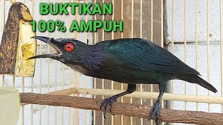 Pancingan cucak keling macet bunyi