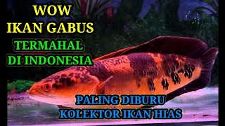 Ikan Gabus Termahal Di Indonesia