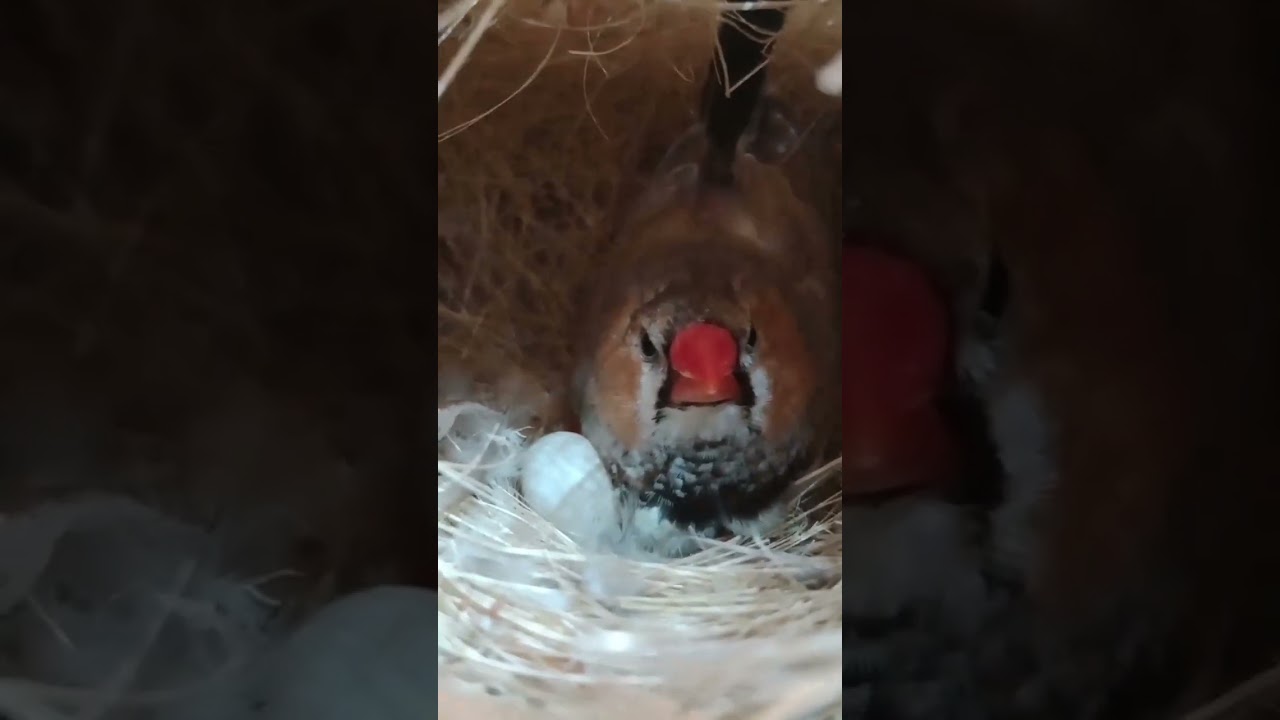 mutation Finches inqubating eggs 🥚🐣 