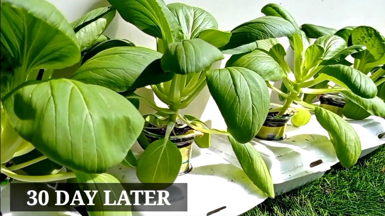 Growing Hydroponic Vegetable Garden at Home, Very Easy For Beginners ...
