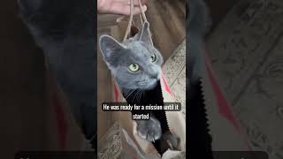 That Cat Is Out Of The Bag… #cat #catshorts #kitten #cute