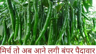 अब तो मिर्च आने लगी. #ORBI seeds ki 1902 Variety #.