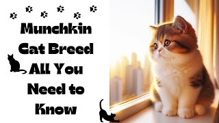 Munchkin Cat Breed: All You Need to Know