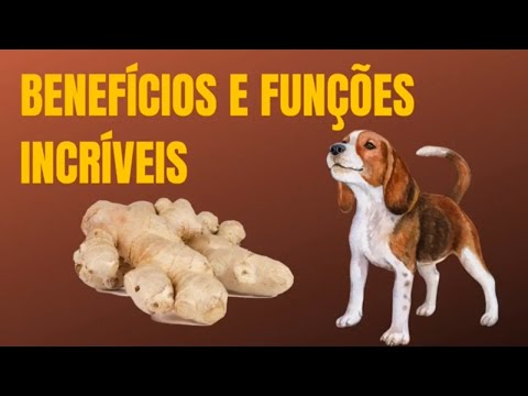 Vídeo: 6 perguntas a fazer antes de adotar um cachorro com seu parceiro