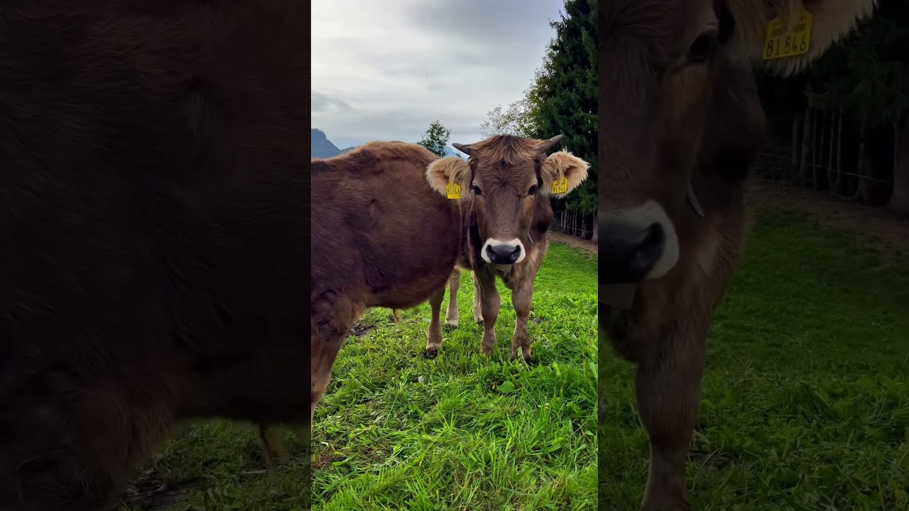 Cute cows 🐄 || Farming in Bavaria, Germany 🇩🇪 