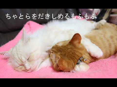 ちゃとらを抱きしめるもふお　210319