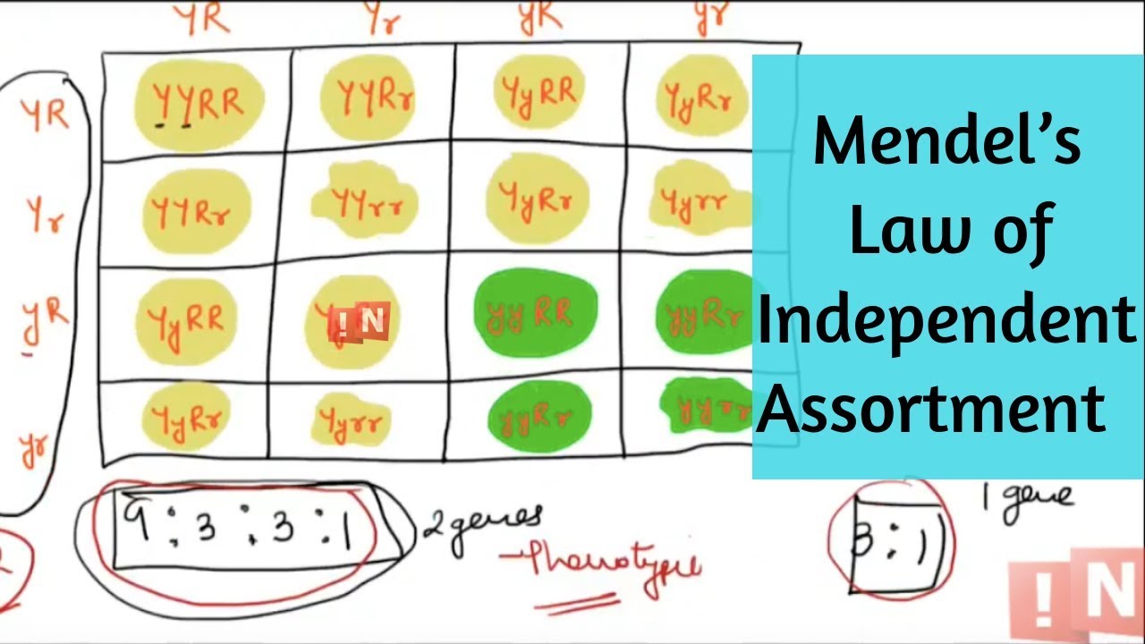 Laws of independent inheritance of signs. Mendels laws. Genetics Laws of independent inheritance of signs. Mendels laws. Genetics