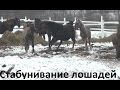 Возвращение кобылы с жеребёнком в табун спустя год.