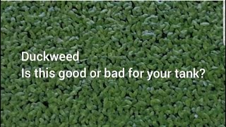 Duckweed Is it good for your aquarium or not?