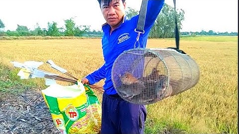 Mùa Nước Nổi Chuột Gom Vô Đê Bẫy Chạy Thấy Mê