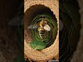 This Tiny Bee is a Perfect Engineer 😳🐝 | Nature’s Hidden Genius