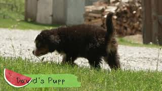 David Yoder's Bernese Puppy "Markus"