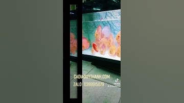 cá dĩa bồ câu đỏ size khủng I cá dĩa bồ câu đẹp I cá dĩa bồ câu lớn I cadiaduythanh