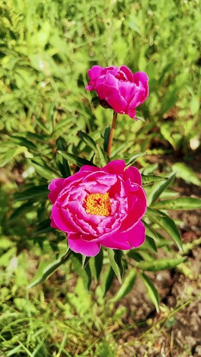 Пион Ред Сара бернар первое цветение #цветы #peony #redsarahbernhardt # ...