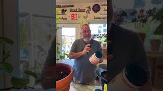 🍋 Citrus Care: Pruning, pests and fertilizing🍊