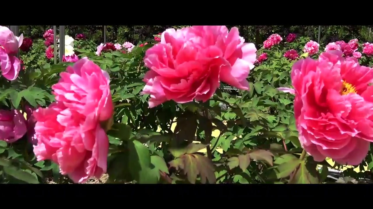 浄瑠璃寺の牡丹