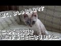 ましゅまろ君、尻尾の切断手術をしてきました。
