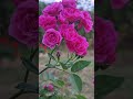 🩷💖🩷 #rose #beauty #flowers #trending #lovely#garden #beautiful💕#nature