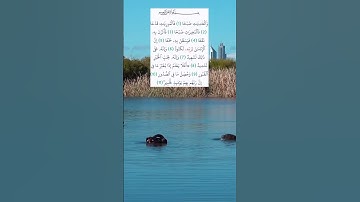 سورة العاديات سعد الغامدي #alquran #قرآن_كريم #المصحف #اكسبلور