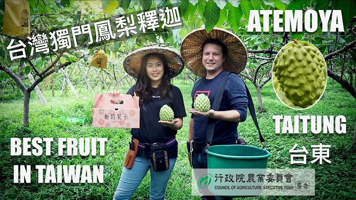 I ❤️  ATEMOYA: TAIWAN』S VERY OWN FRUIT CREATION | 台灣獨門鳳梨釋迦 - 天天要聞