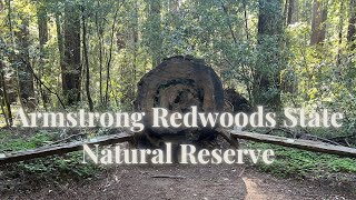 Majesty Armstrong Redwoods State Natural Reserve