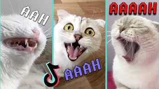 aaaa aaaa aaaa song - Cute Cats Compilation