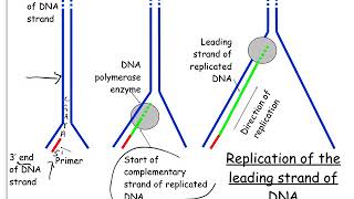 CfE Higher Biology Key Area 1 2 Replication of DNA 2