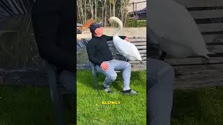 This Swan Chose Love Over Freedom! 🥺 #love #shorts #moments #swan #pets #facts