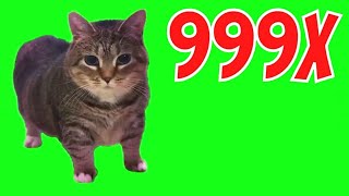 OIIAOIIA CAT (Speed 999x)
