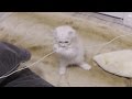 マロンが小さすぎる件･･･
