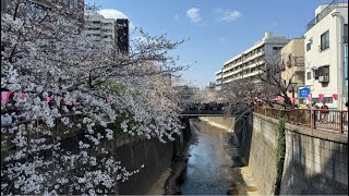 일본 벚꽃구경(Sakura)