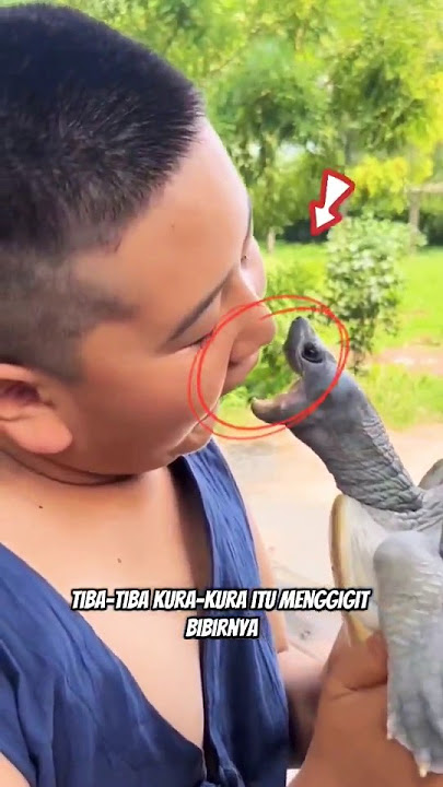 'Anak Ini Digigit Kura-Kura di Bibir!😱' #shorts #faktaunik #kurakura