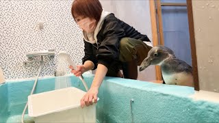 ママが掃除してる間も片時も離れようとしないペンギン