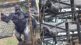 Watch out! Momotaro slips and falls off his feet in the rain. And then!  , Gorilla . Kyoto Zoo